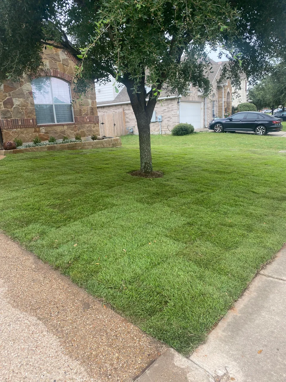 Palisades Zoysia lawn in Austin &mdash; after
