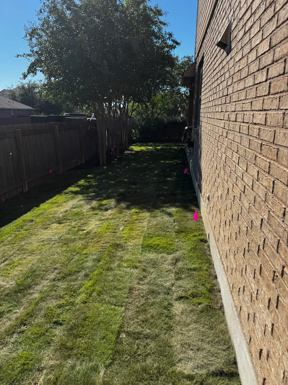 Zeon Zoysia lawn &mdash; after