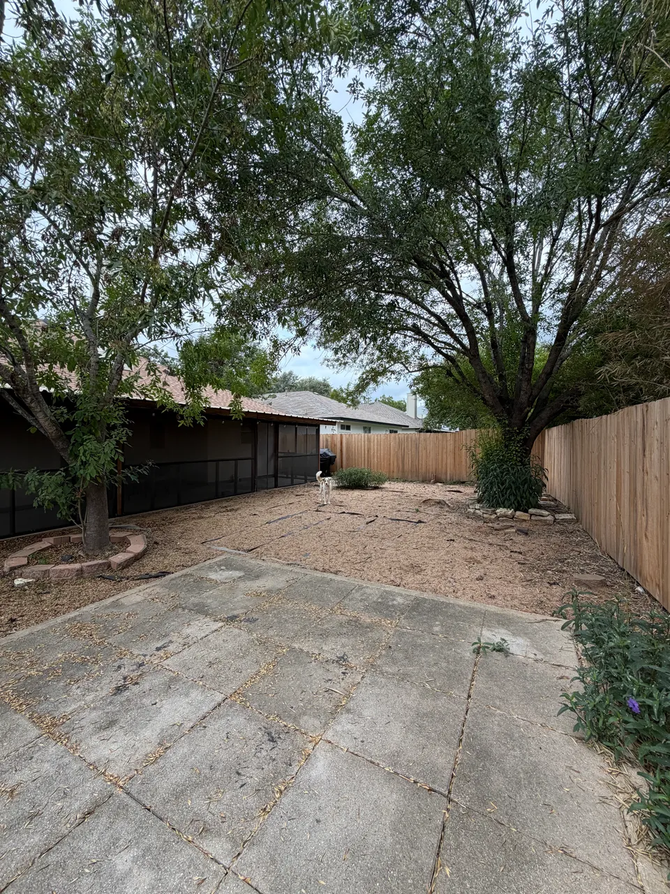 Palisades Zoysia lawn in Austin &mdash; before